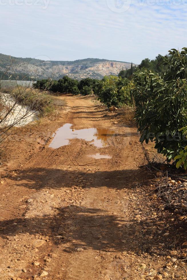 estrada rural da floresta no norte de israel. foto