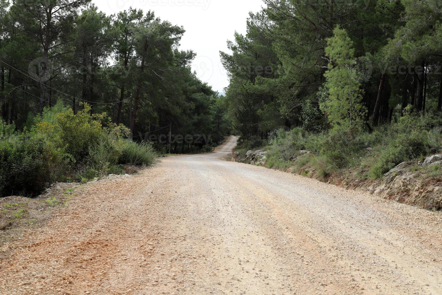 estrada rural da floresta no norte de israel. foto