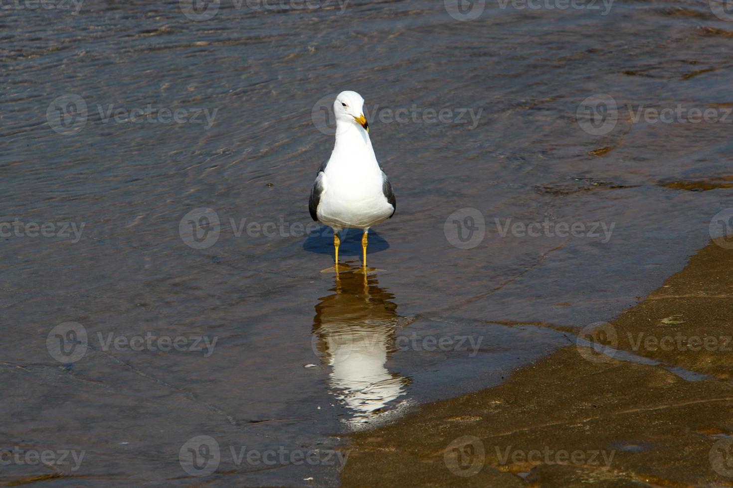 gaivota no mar mediterrâneo foto