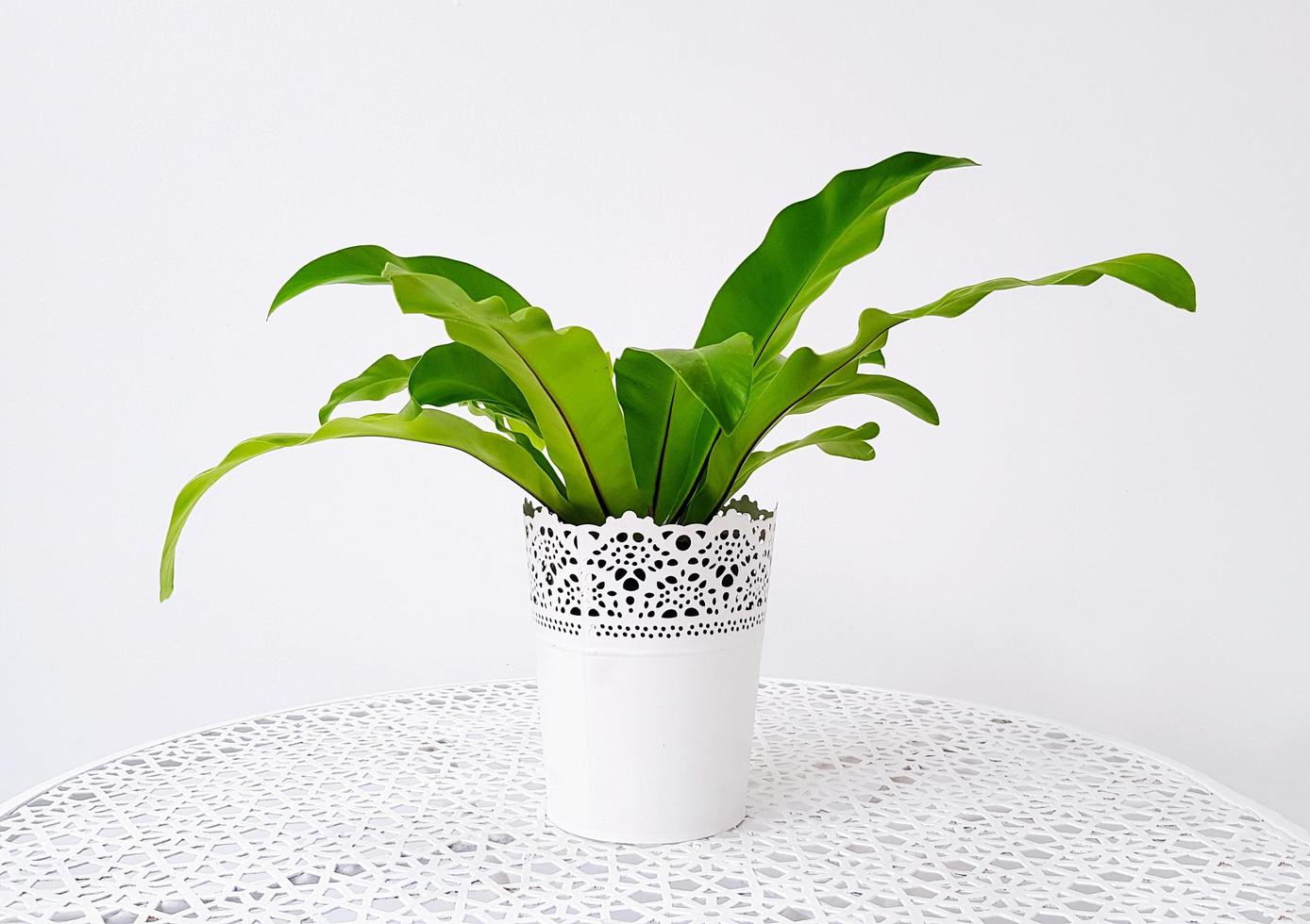 árvore ornamental em vaso de flores brancas na mesa com parede ou isolada no fundo. crescimento de plantas para decoração em casa, casa ou local. foto