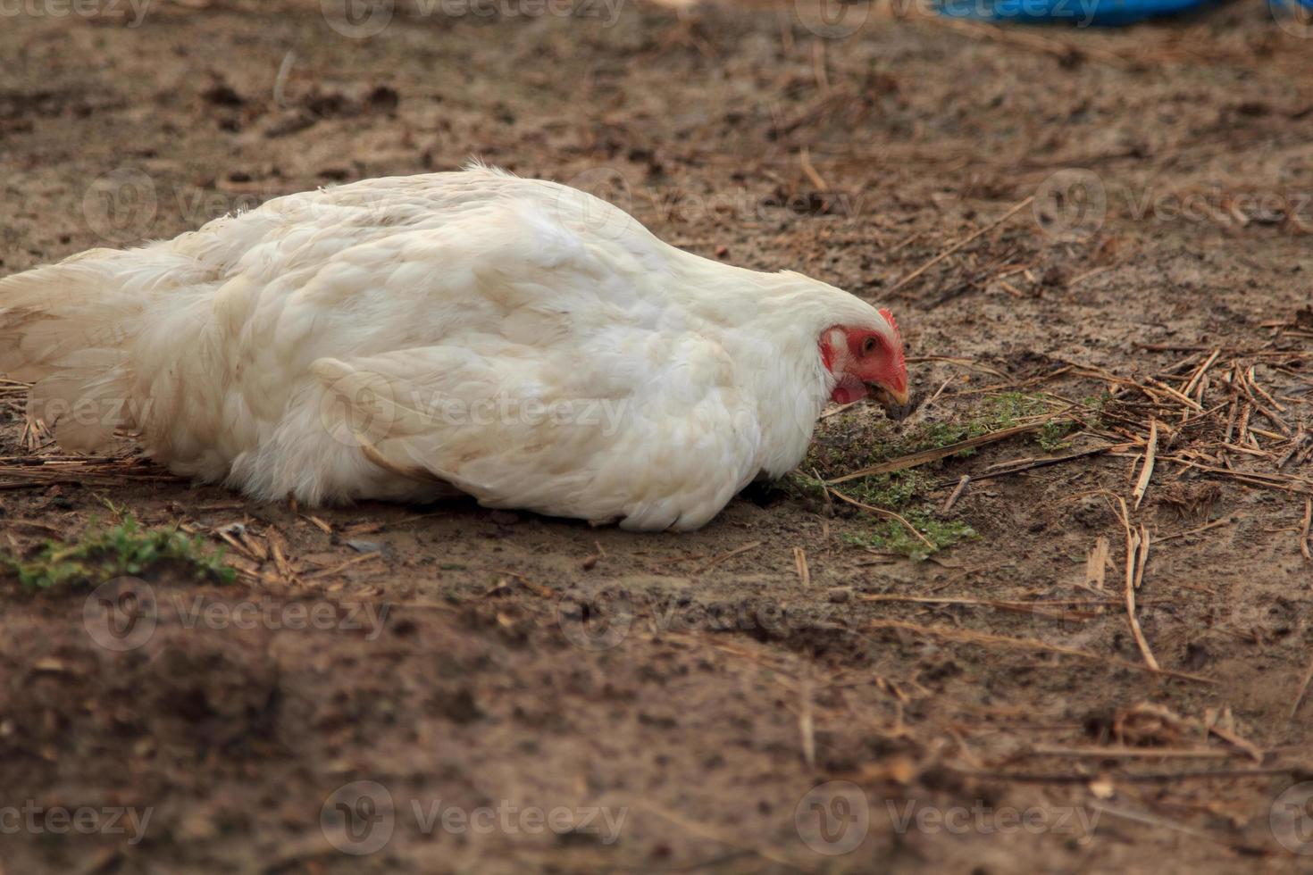 frangos de corte brancos estão descansando e procurando alimentos, como minhocas e insetos, e as refeições prontas que os agricultores criam são orgânicas e não tóxicas. foto