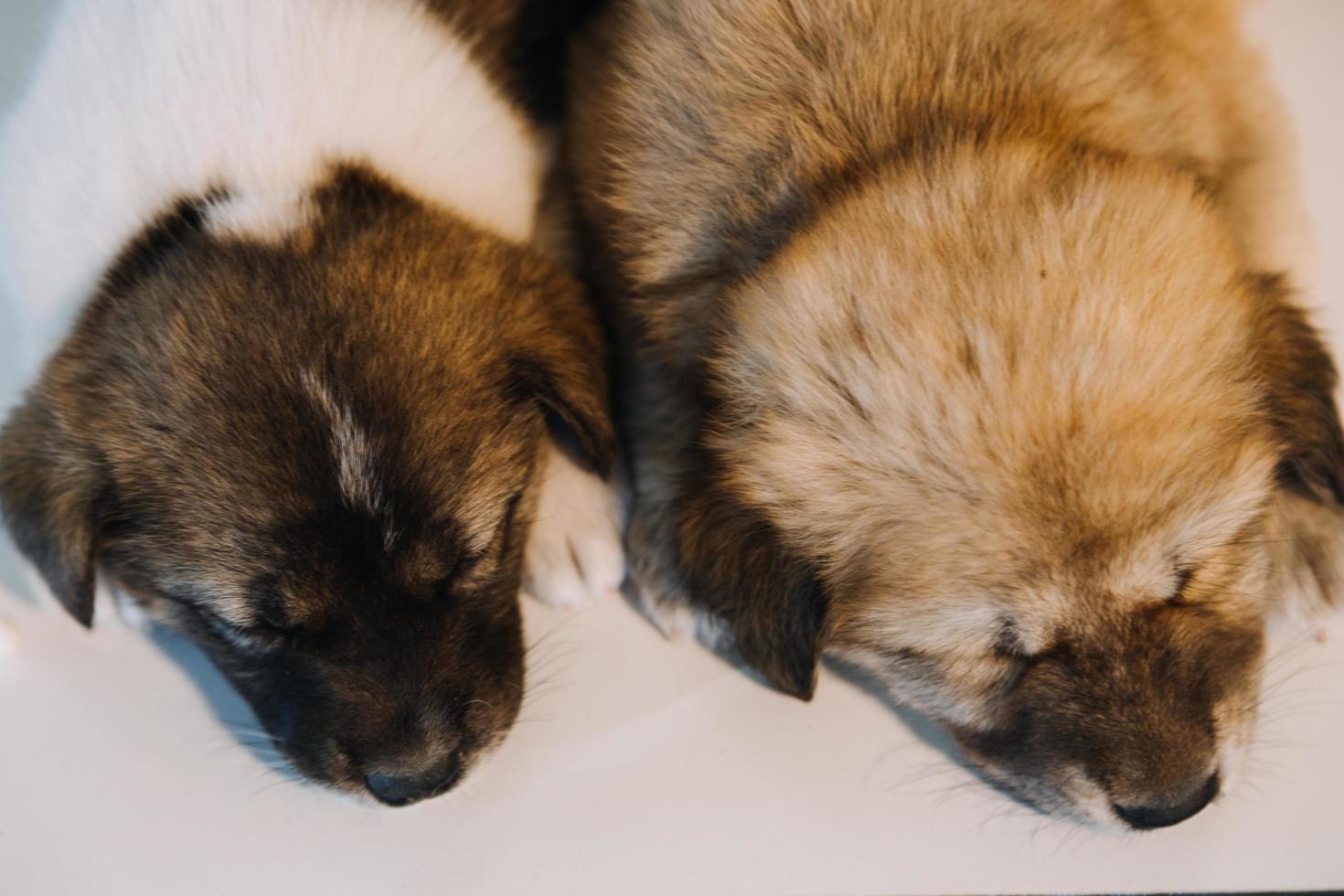 verificando a respiração. veterinário masculino em uniforme de trabalho, ouvindo a respiração de um cachorro pequeno com um estetoscópio na clínica veterinária. conceito de cuidados com animais de estimação foto