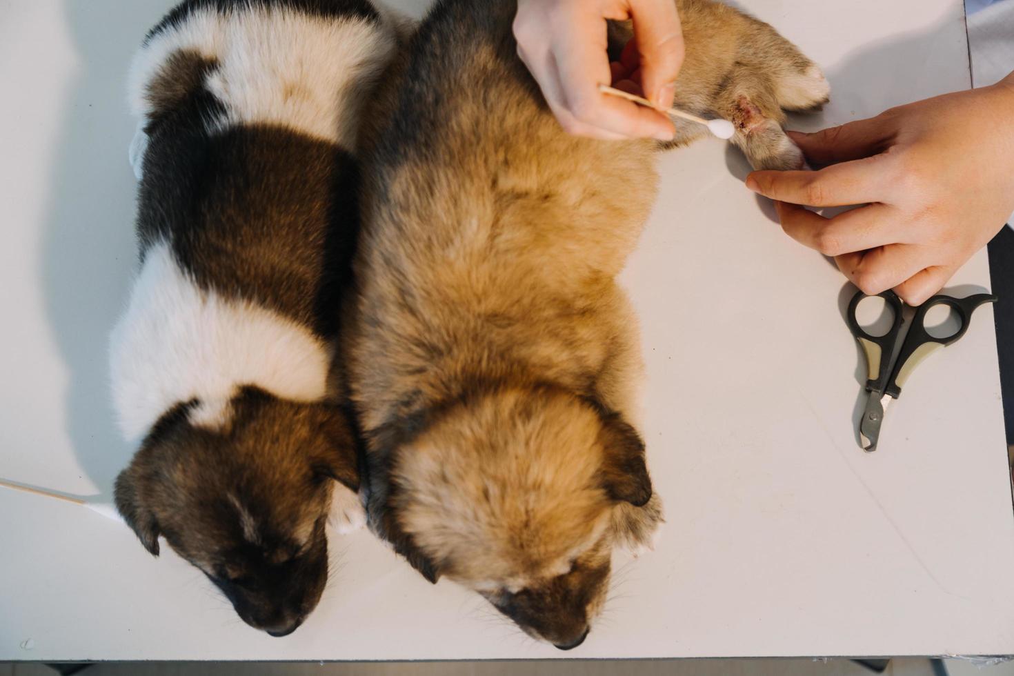 verificando a respiração. veterinário masculino em uniforme de trabalho, ouvindo a respiração de um cachorro pequeno com um estetoscópio na clínica veterinária. conceito de cuidados com animais de estimação foto