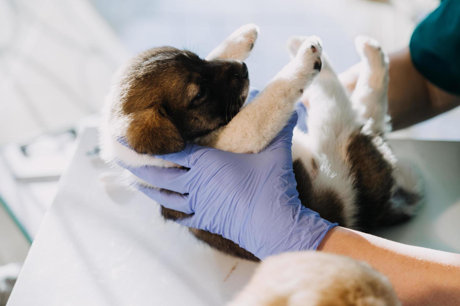 verificando a respiração. veterinário masculino em uniforme de trabalho, ouvindo a respiração de um cachorro pequeno com um estetoscópio na clínica veterinária. conceito de cuidados com animais de estimação foto