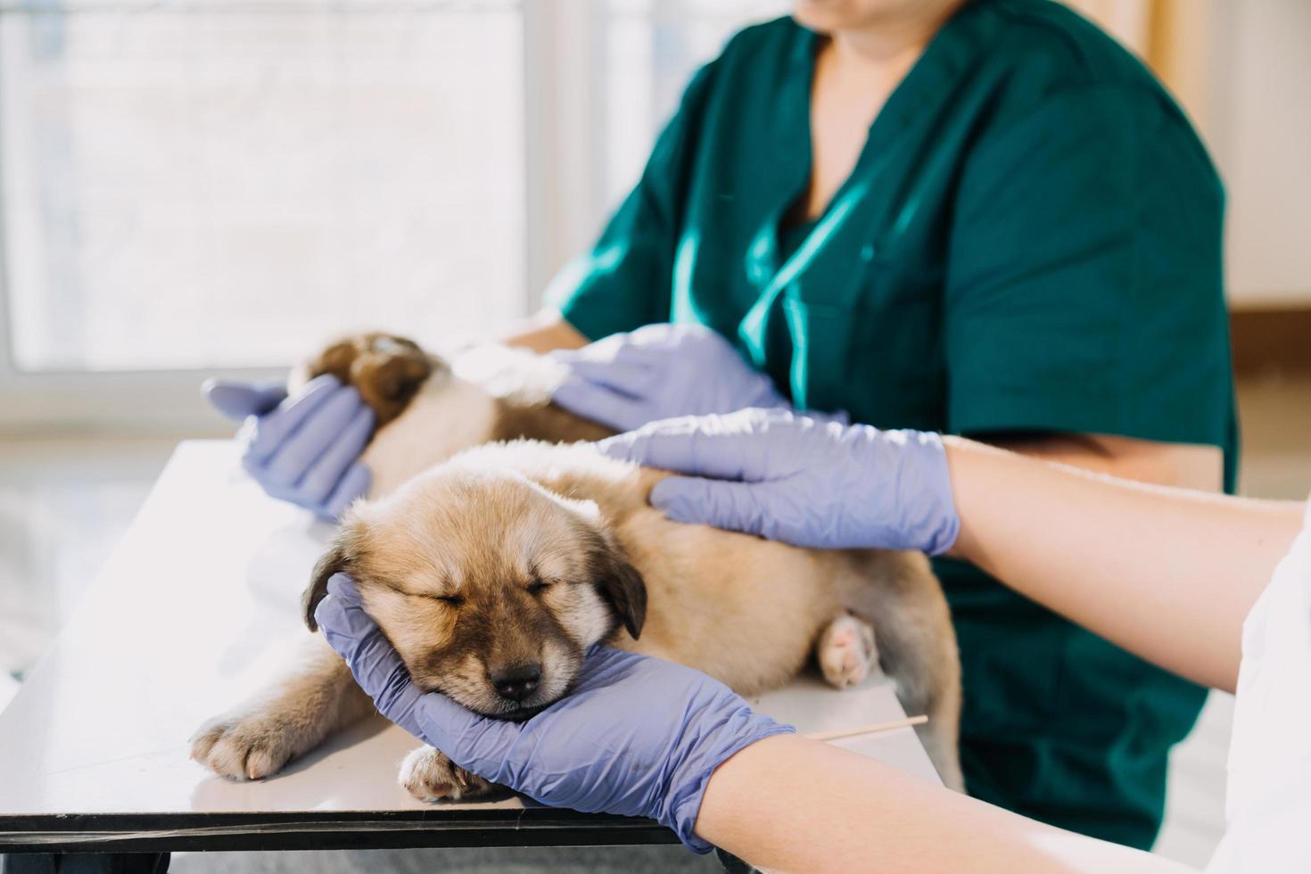 verificando a respiração. veterinário masculino em uniforme de trabalho, ouvindo a respiração de um cachorro pequeno com um estetoscópio na clínica veterinária. conceito de cuidados com animais de estimação foto