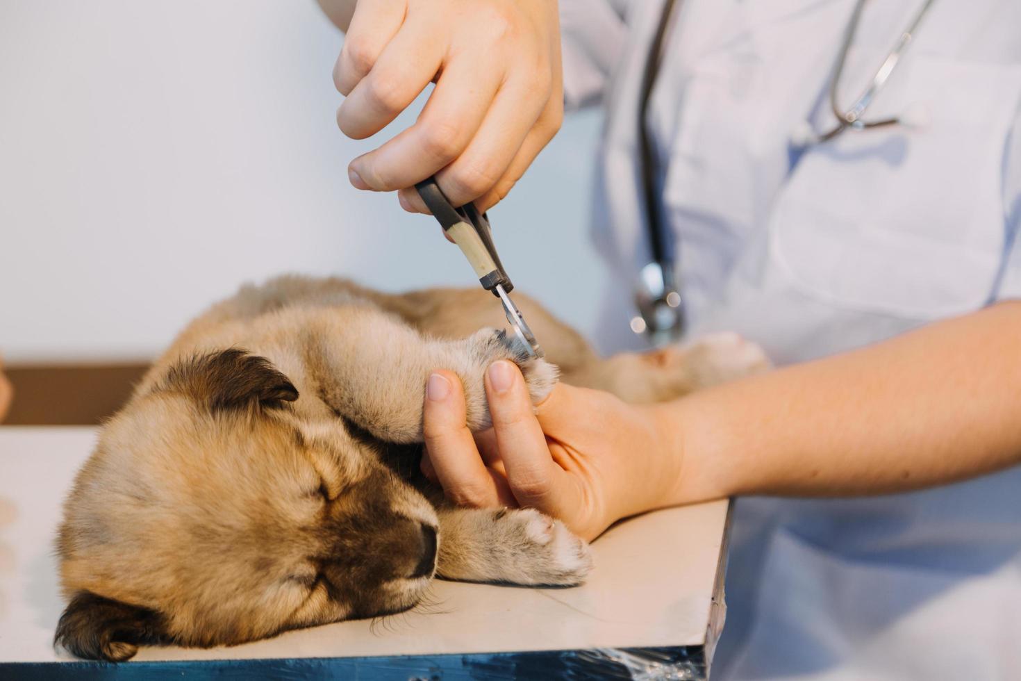 verificando a respiração. veterinário masculino em uniforme de trabalho, ouvindo a respiração de um cachorro pequeno com um estetoscópio na clínica veterinária. conceito de cuidados com animais de estimação foto