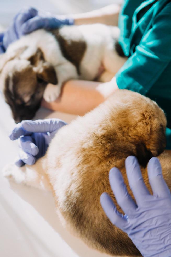 verificando a respiração. veterinário masculino em uniforme de trabalho, ouvindo a respiração de um cachorro pequeno com um estetoscópio na clínica veterinária. conceito de cuidados com animais de estimação foto
