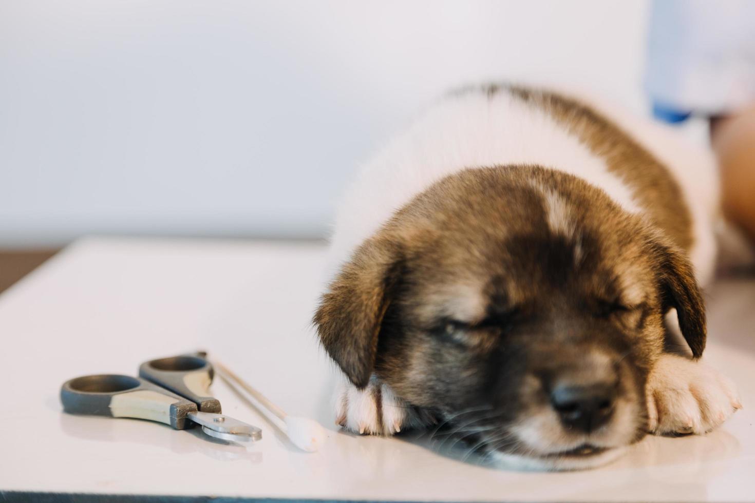 verificando a respiração. veterinário masculino em uniforme de trabalho, ouvindo a respiração de um cachorro pequeno com um estetoscópio na clínica veterinária. conceito de cuidados com animais de estimação foto