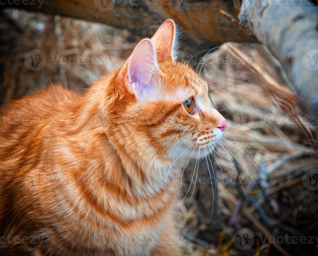 lindo gato vermelho bobtail caça na floresta foto