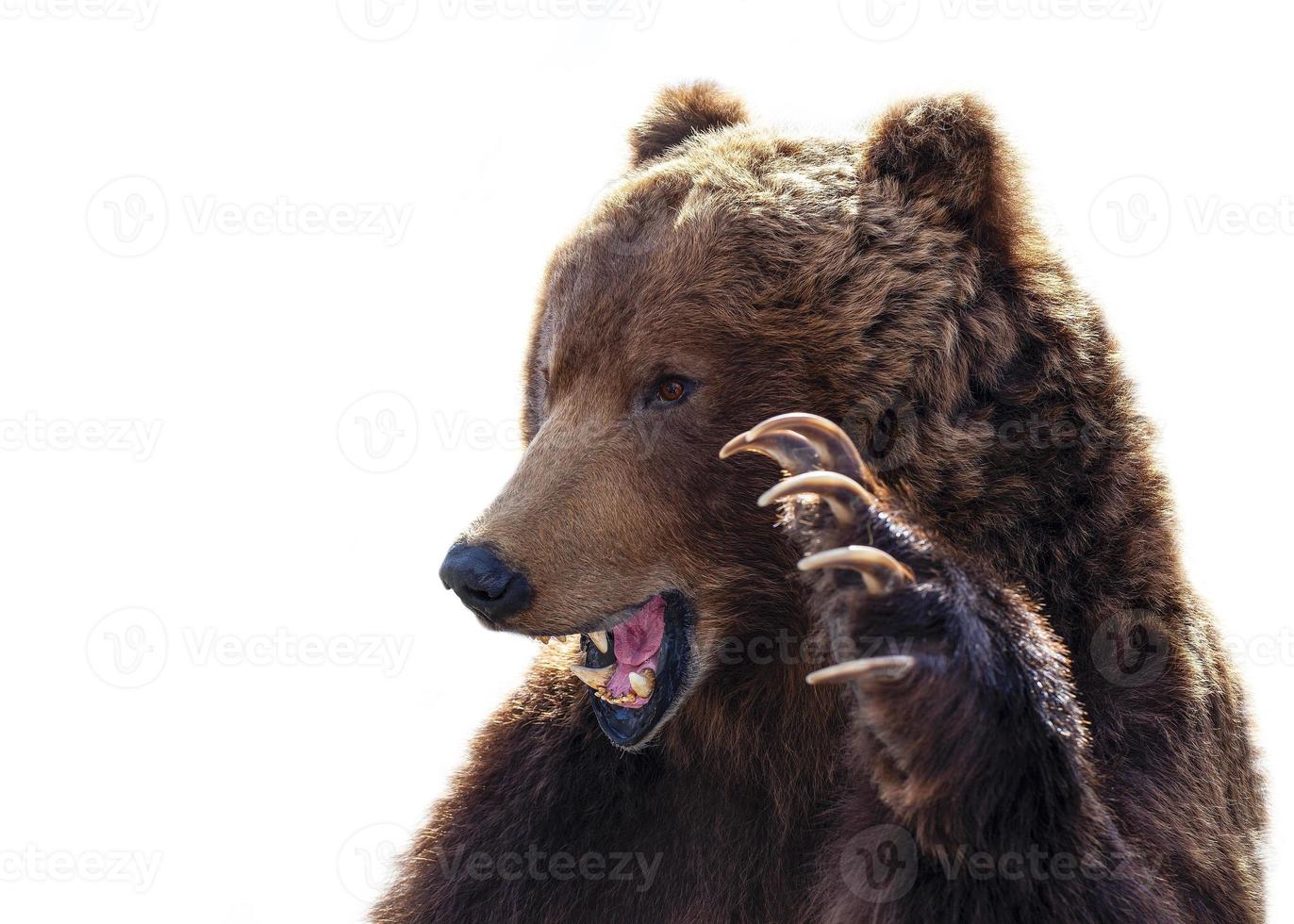 taxidermia de um urso pardo kamchatka em fundo branco foto