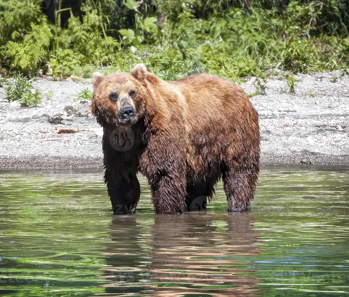 urso pardo kamchatka em pé no rio. foto