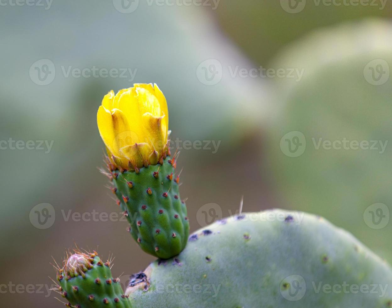 flor de primavera em um cacto de pera espinhosa foto