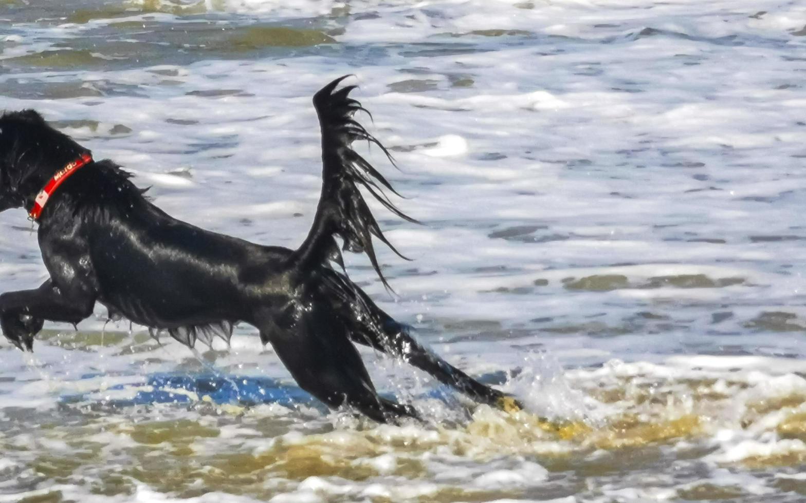 cachorro preto brincando na água com ondas puerto escondido méxico. foto