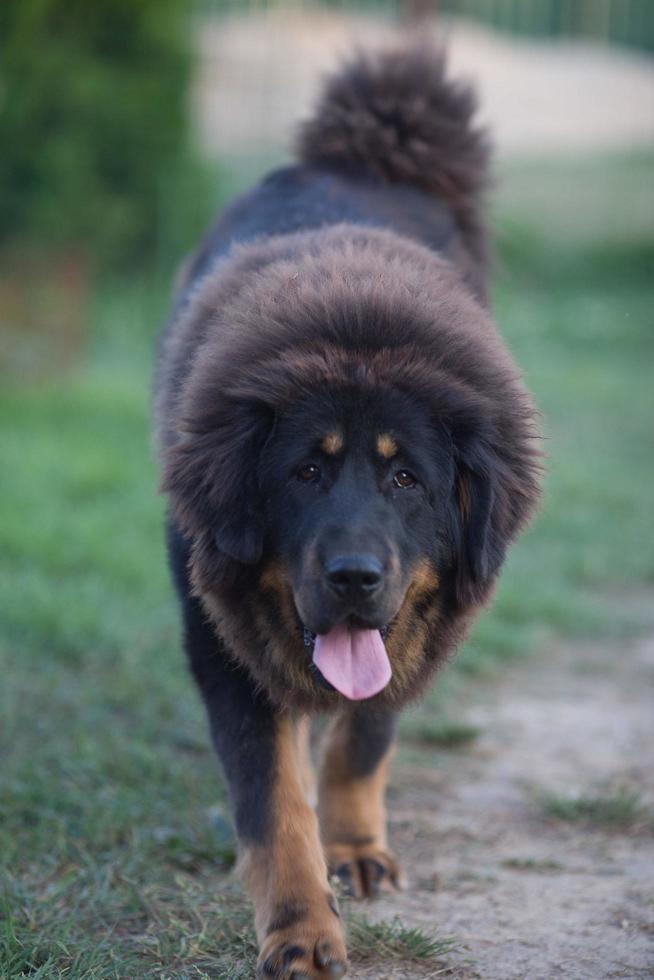 cão da raça mastim tibetano foto