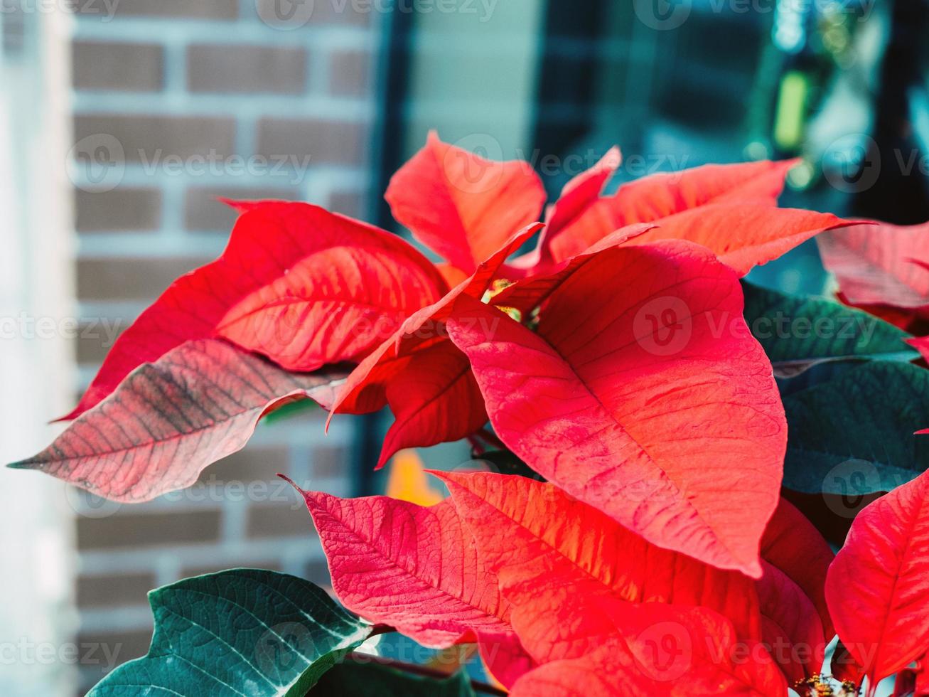 euphorbia pulcherrima folhas vermelhas close-up foto