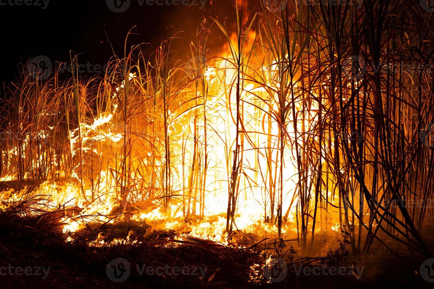 cana-de-açúcar é queimada para remover as folhas externas ao redor dos talos antes da colheita foto