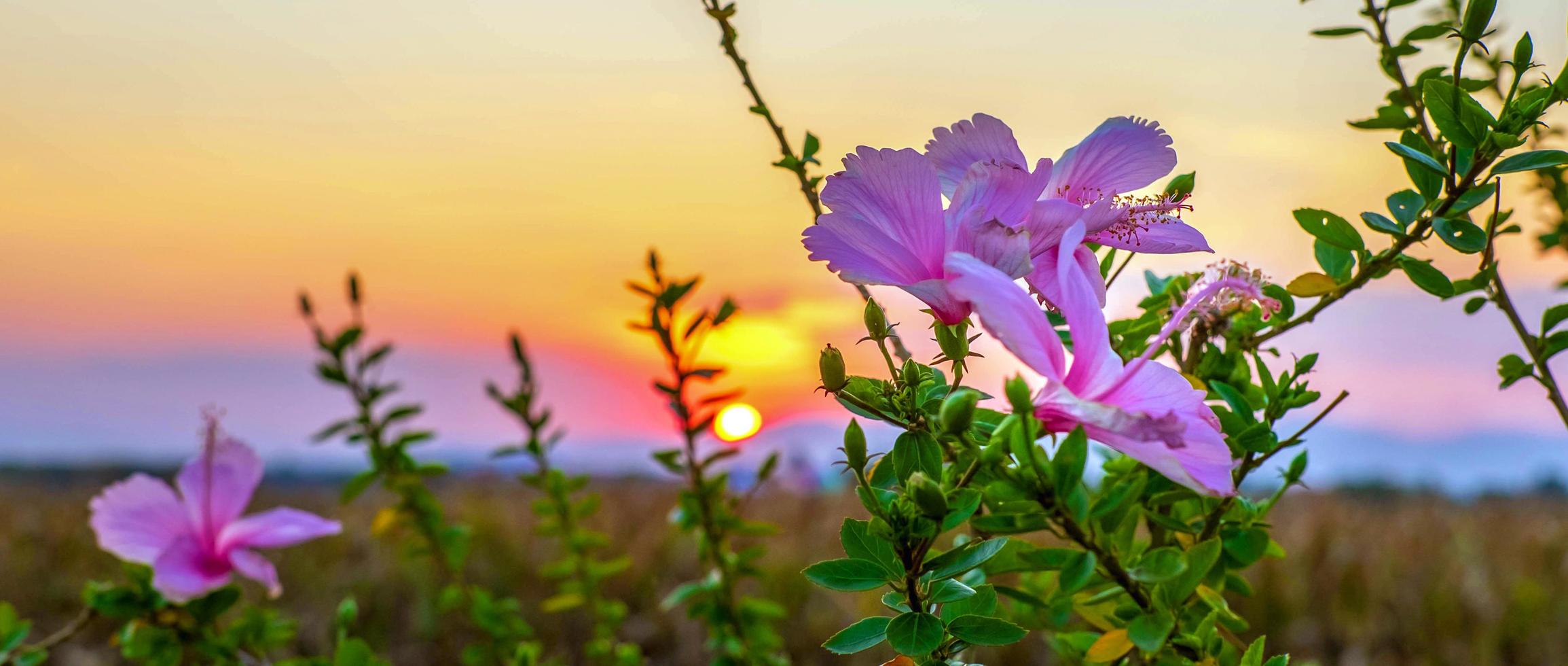 linda flor de hibisco rosa desabrochando contra a luz dourada do pôr do sol e fundo natural de dez campos de flores de hibisco rosa suave e embaçado foto