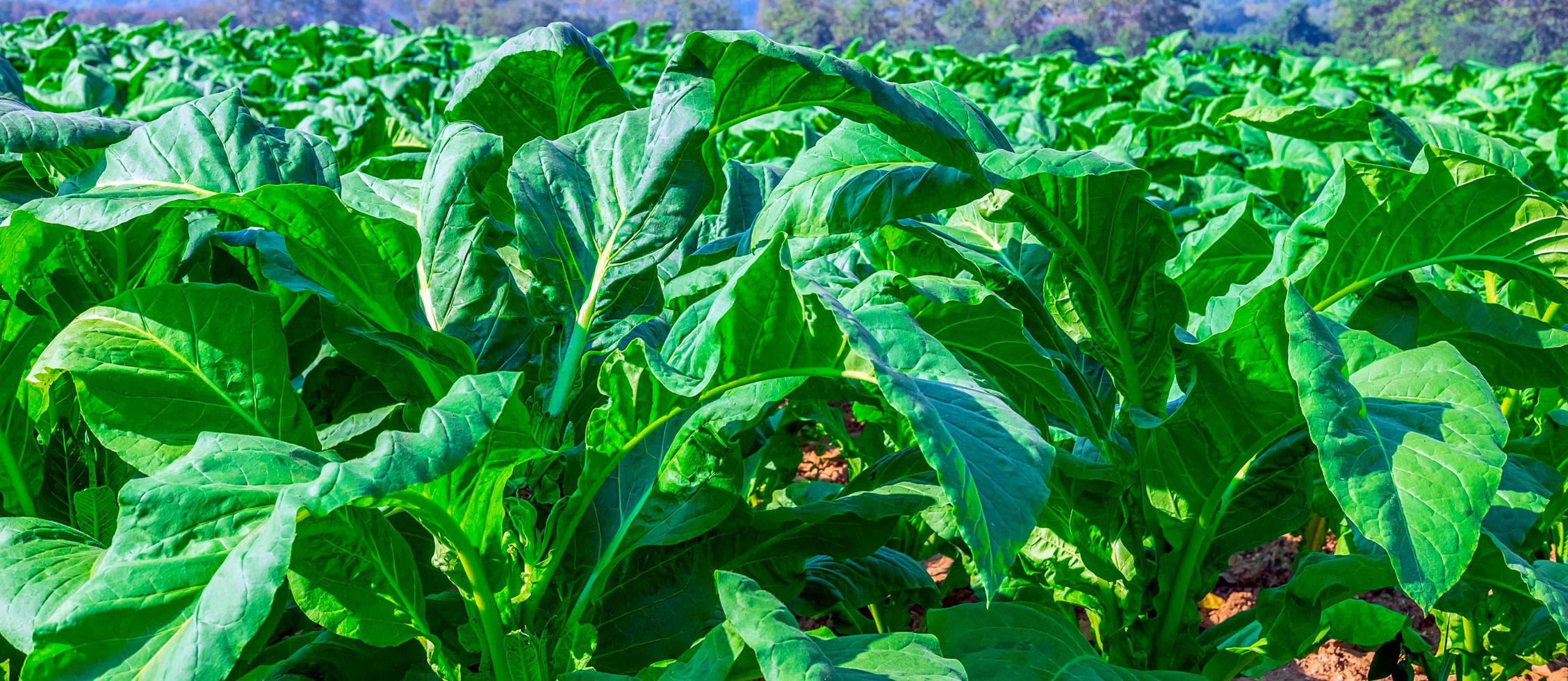 close-up de culturas de folhas grandes de tabaco crescendo no campo de plantação de tabaco. fundo de folha verde de tabaco tropical foto