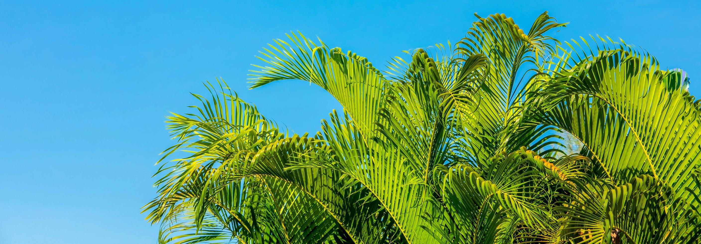 as folhas das palmeiras e o fundo de verão céu azul foto