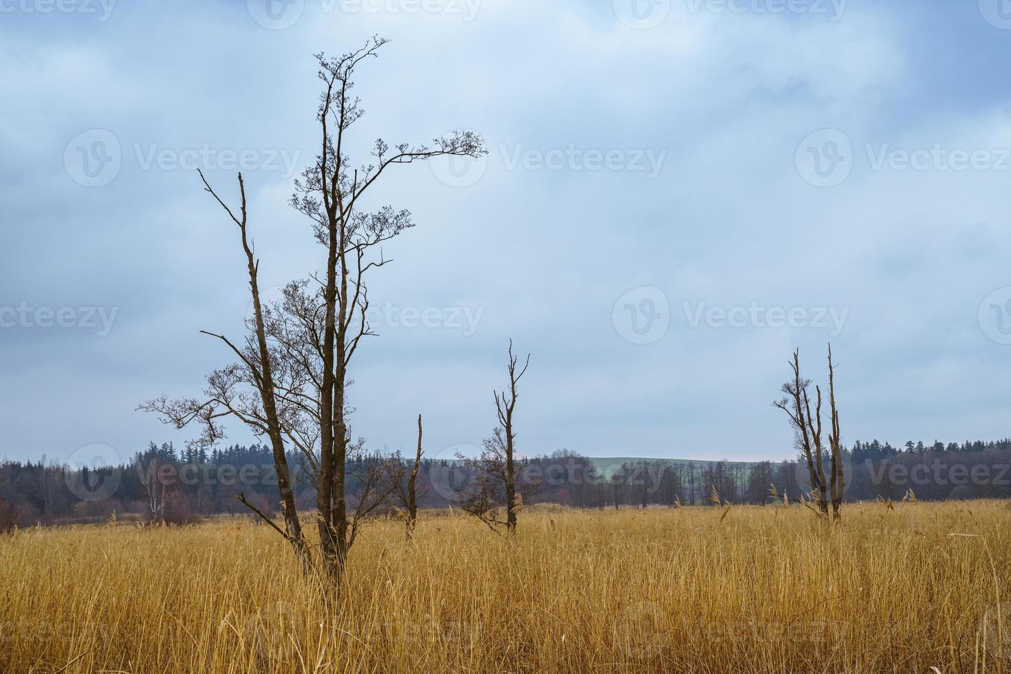 árvores mortas solitárias. grama seca ao ar livre. natureza de outono. foto