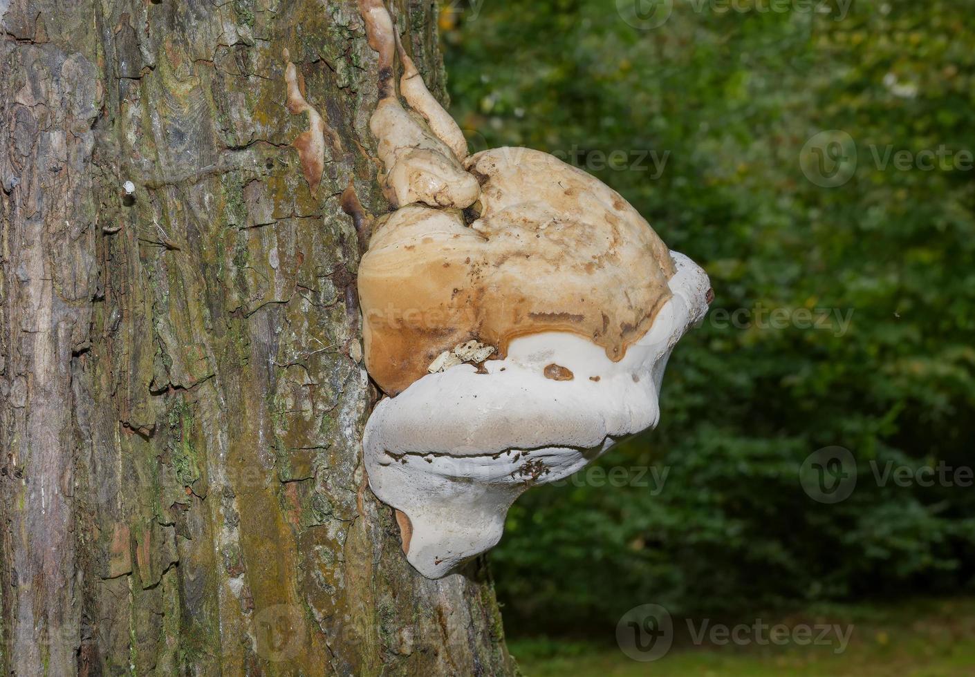 fungo de casco --fomes fomentarius-- em tronco de árvore foto