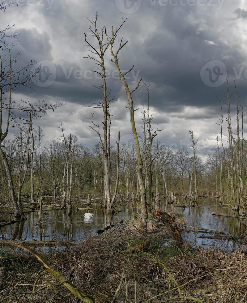 lagoa com árvores mortas perto de brueggen, parque natural maas-schwalm-nette, região do baixo reno, alemanha foto