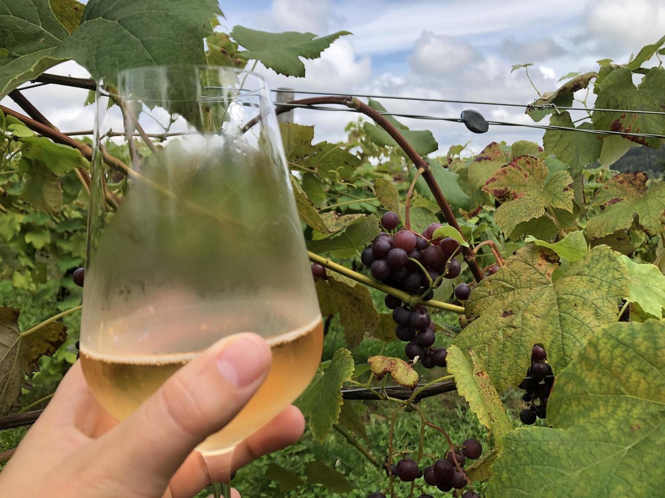 copo de vinho em vinhedo foto