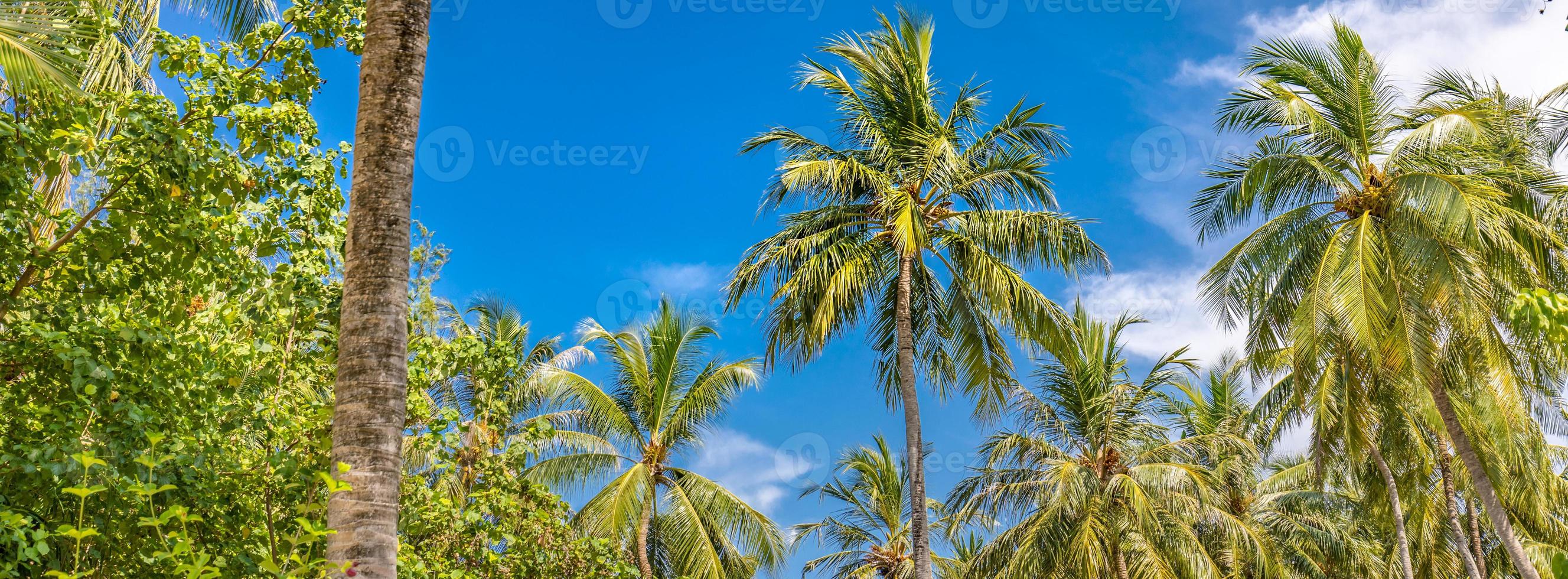 palmeiras contra o céu azul, palmeiras na costa tropical, estilizadas, coqueiros, árvores de verão. impulsionar o processo de cores. modelo de banner de bela natureza tropical foto
