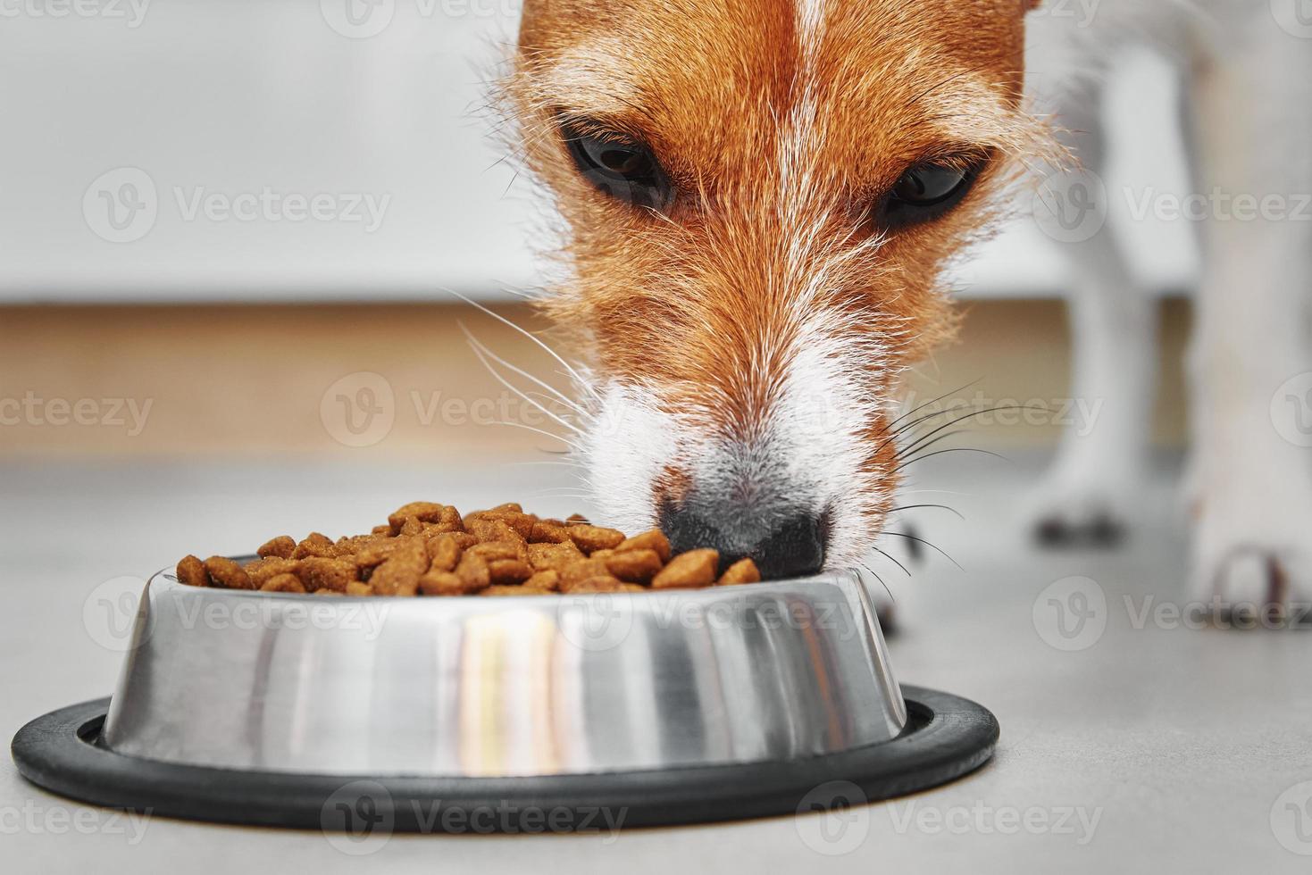 cachorro comendo ração seca grom tigela de comida foto