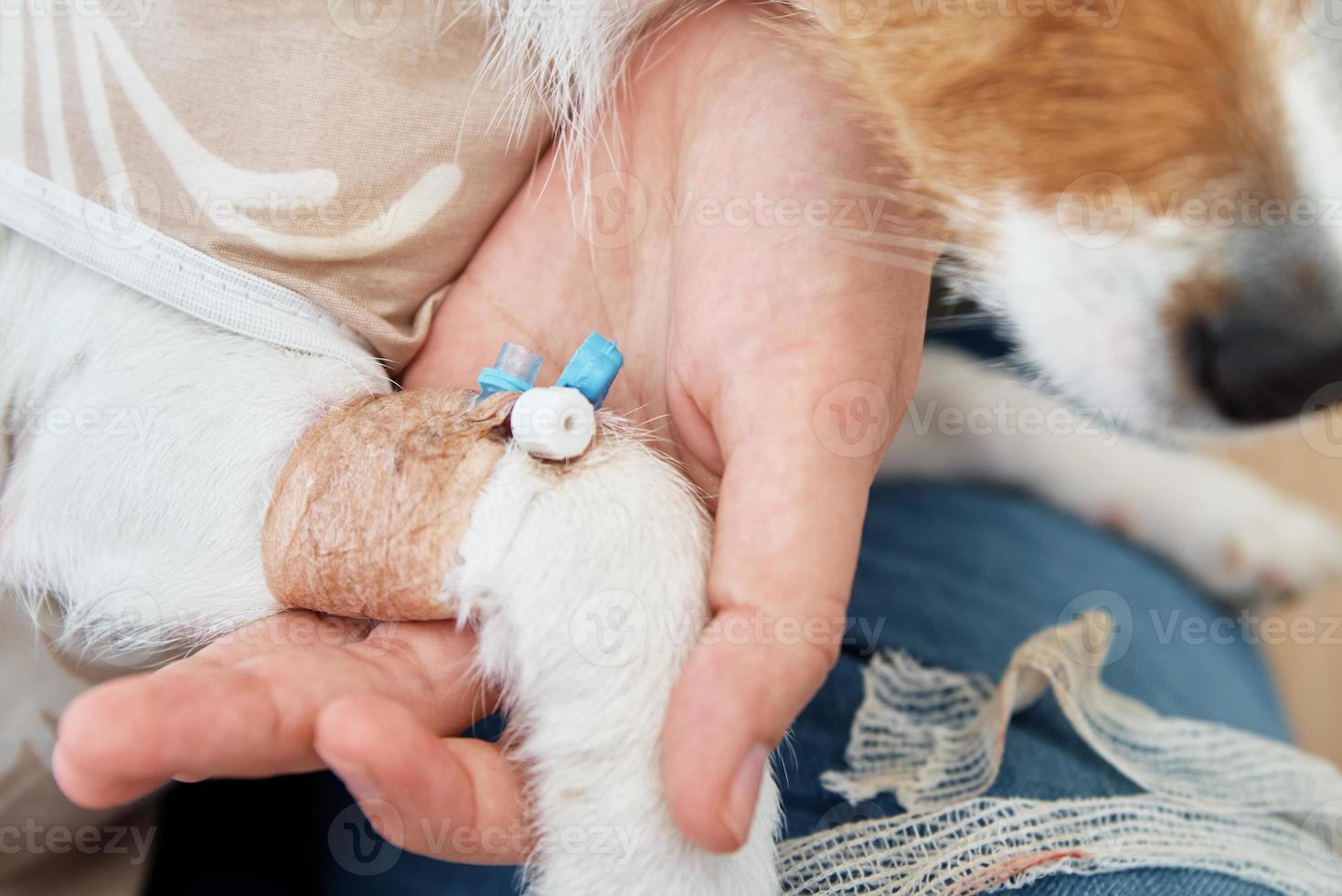 cão com um cateter enfaixado na pata. clínica de cuidado de animais domésticos foto