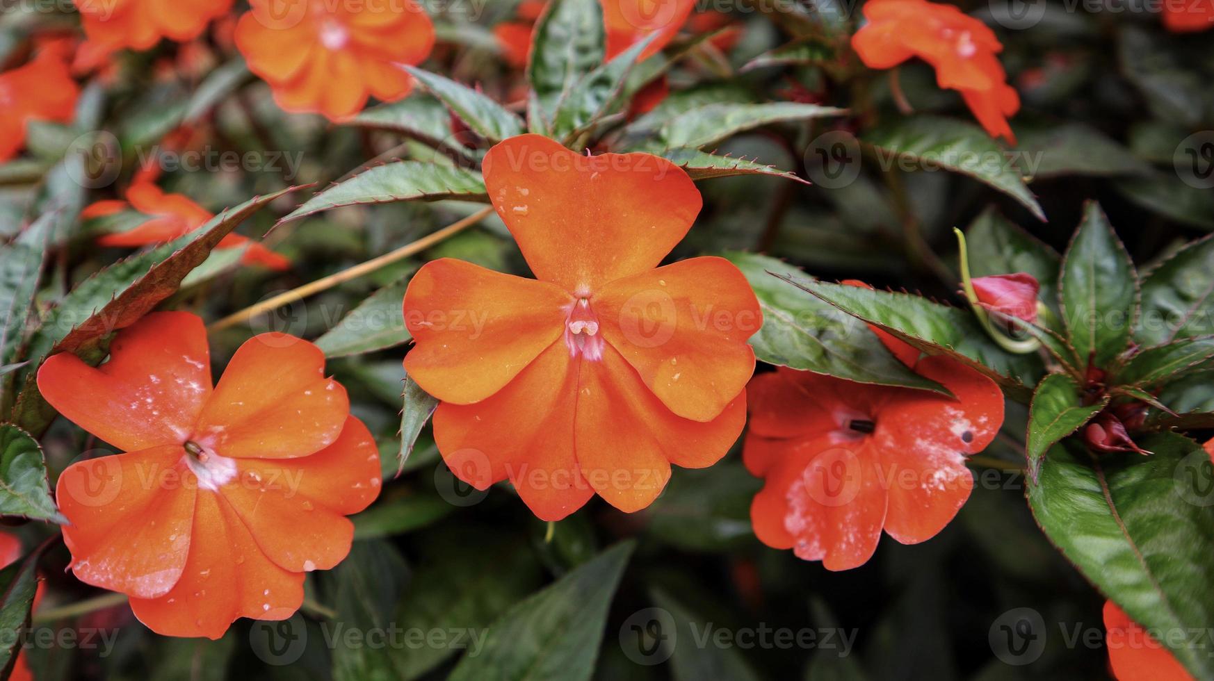 harmonia do sol ou laranja sônica new guinea impatiens flor de laranjeira profunda florescendo no jardim. foto