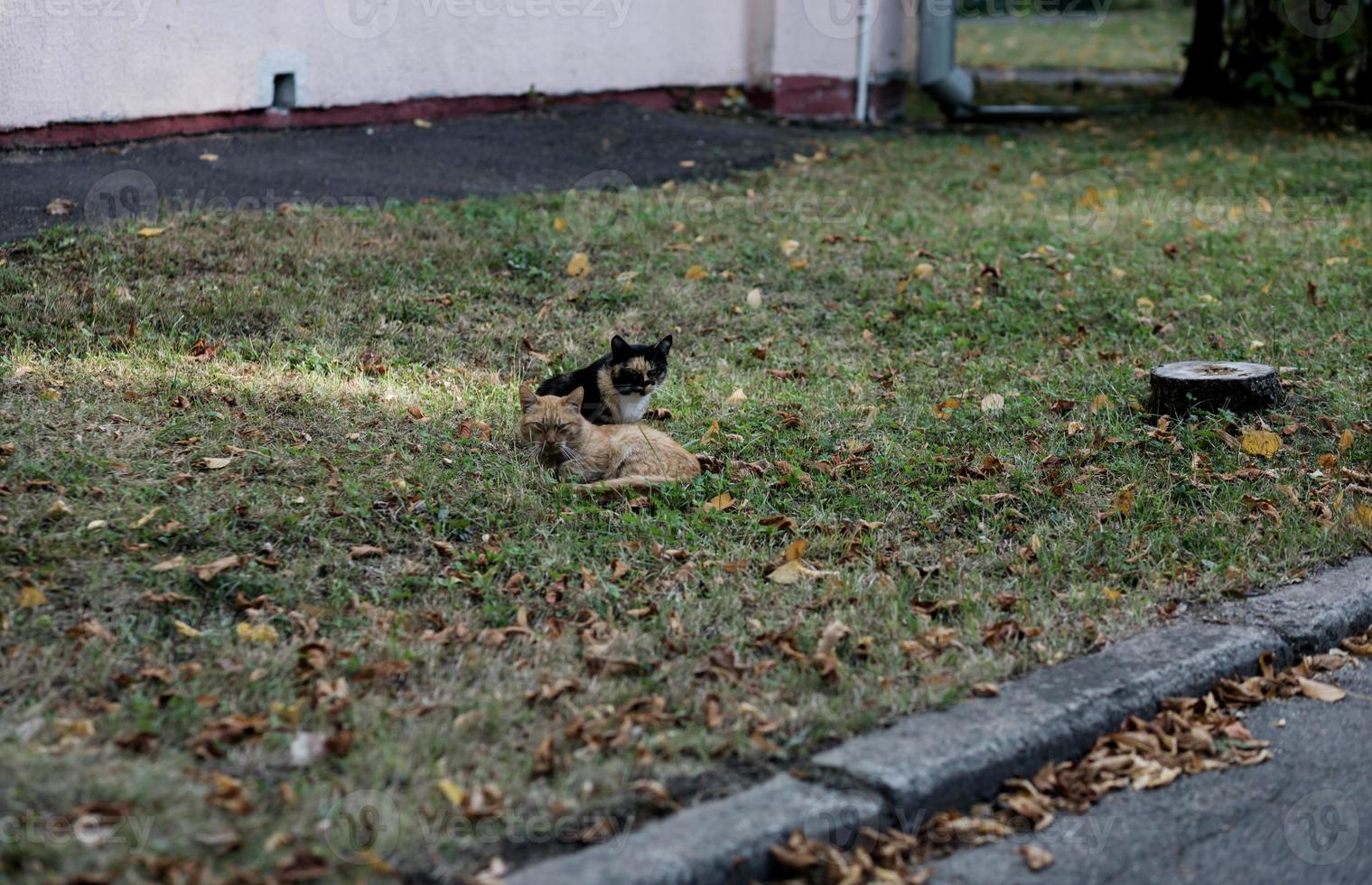 dois gatos fofos foto