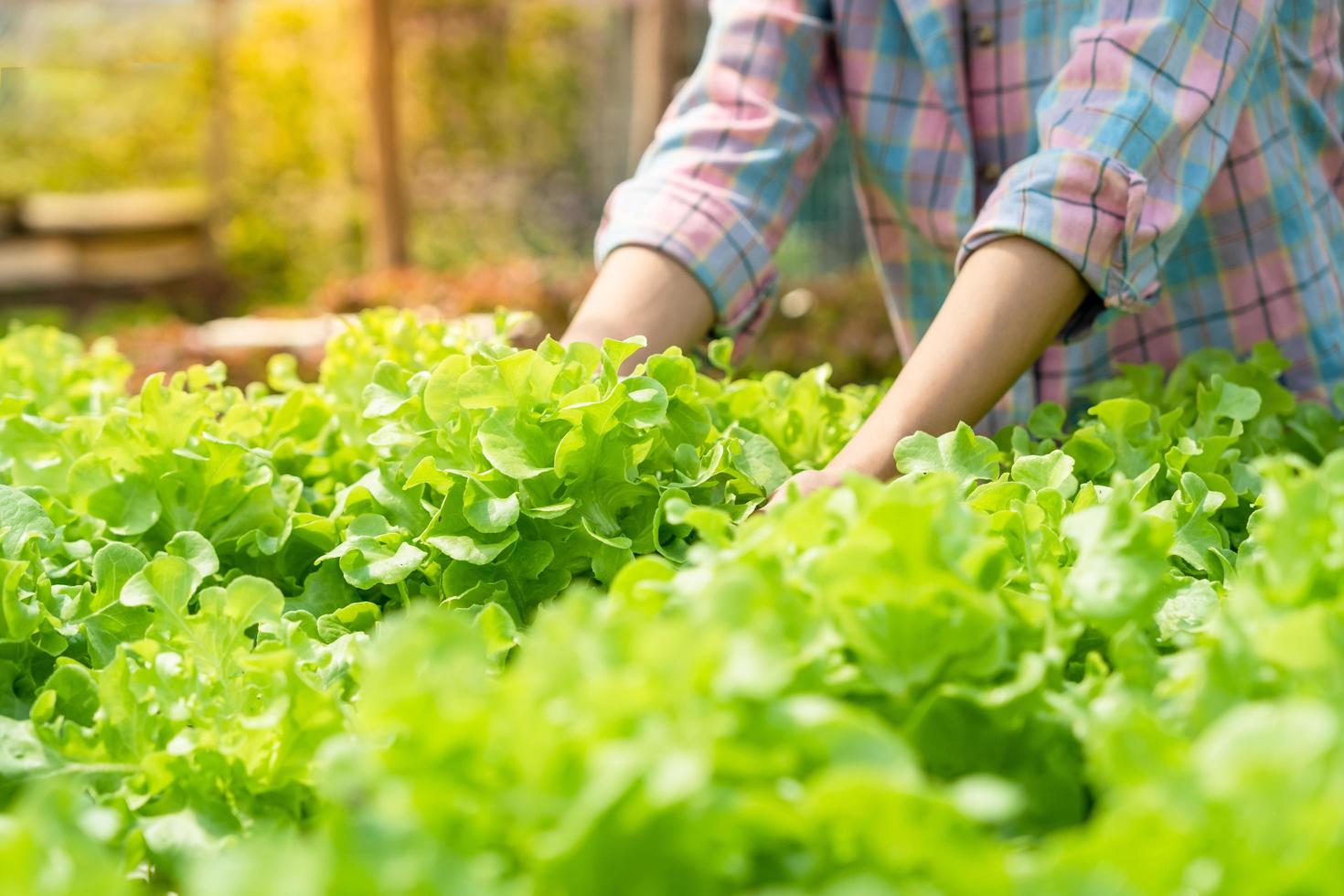 agricultura orgânica, fazenda de salada. os agricultores colhem legumes para salada em caixas de madeira na chuva. vegetais hidropônicos crescem naturalmente. jardim com efeito de estufa, biológico ecológico, saudável, vegetariano, ecologia foto