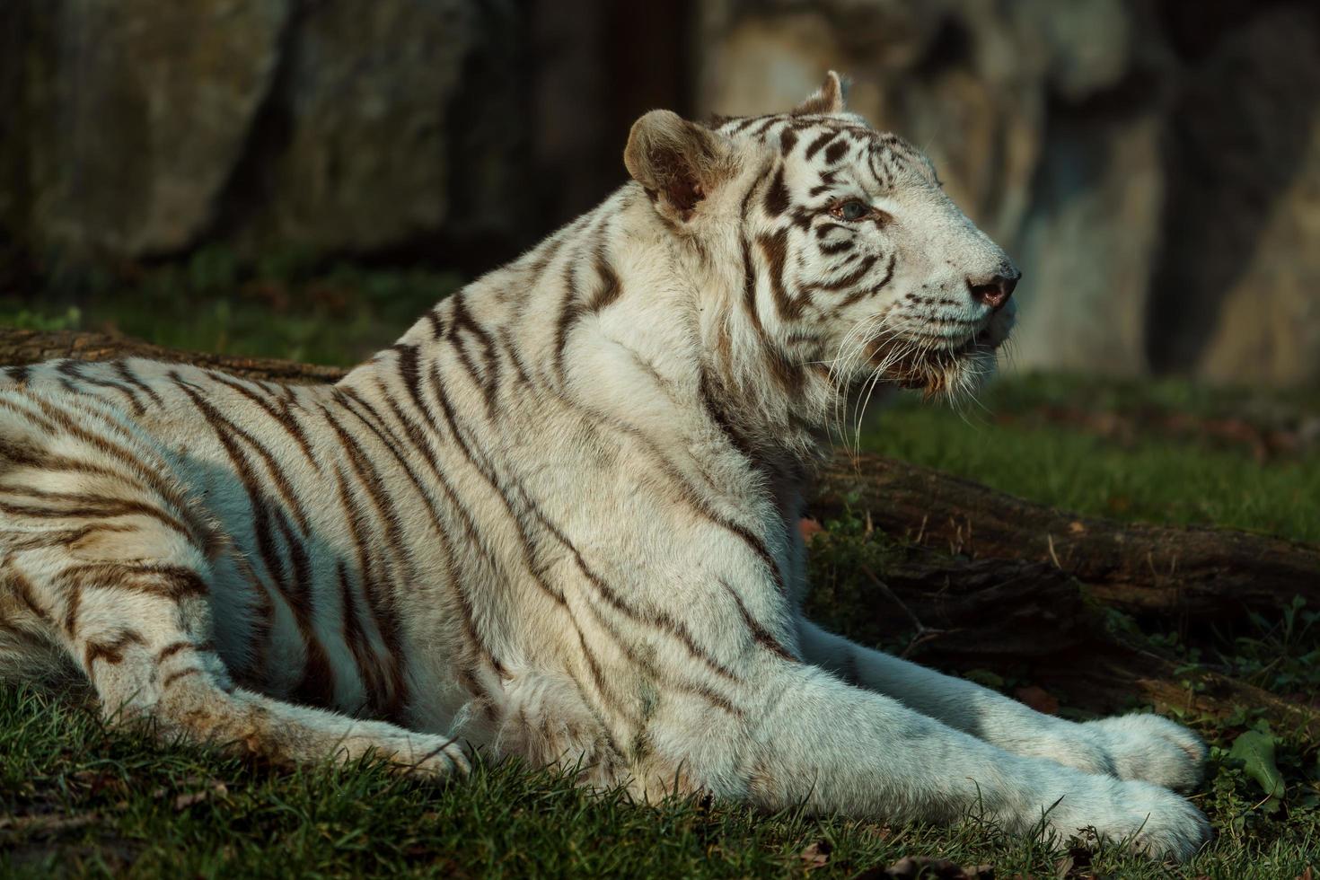 tigre branco no zoológico foto