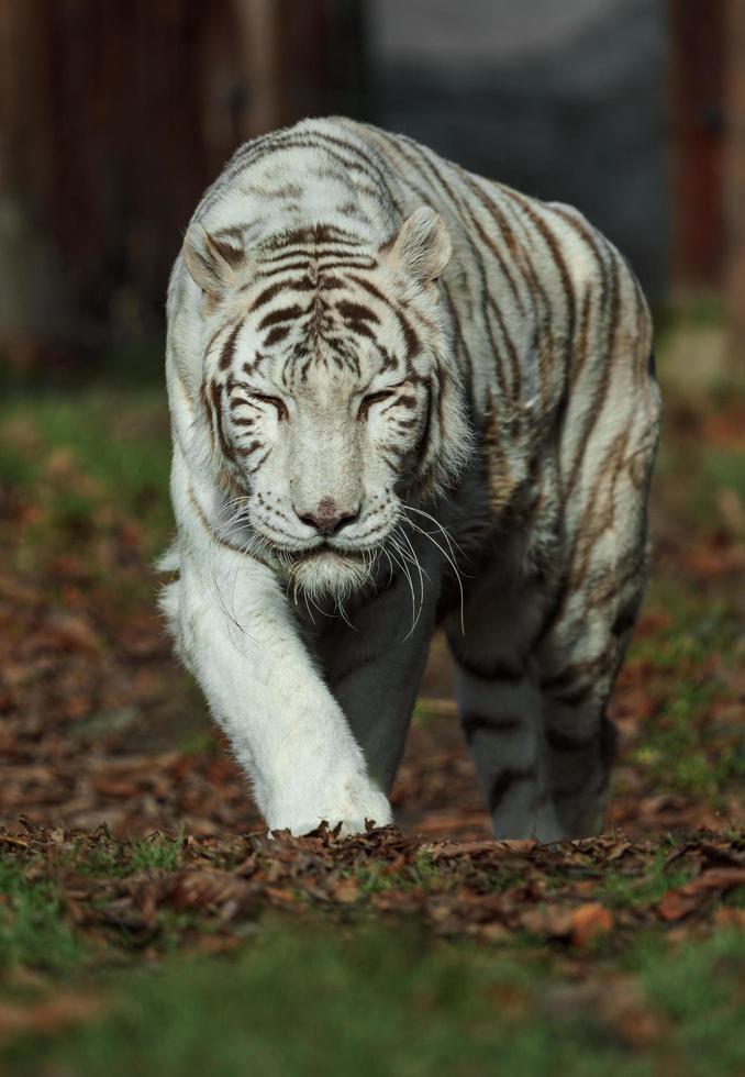 tigre branco no zoológico foto