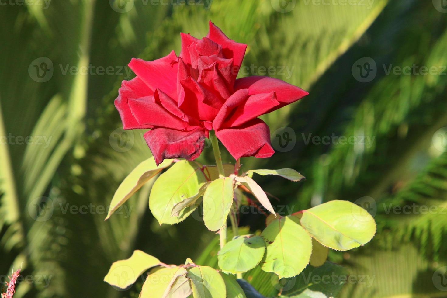 uma rosa selvagem floresce em um parque da cidade no norte de israel. foto