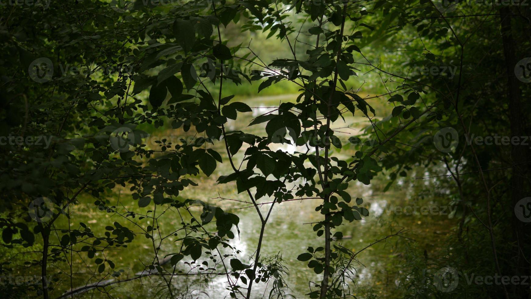 silhueta de plantas em primeiro plano fundo de lagoa de pântano foto