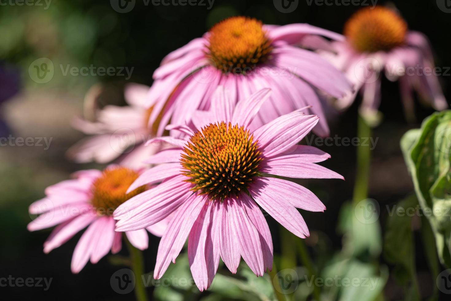 coneflower, echinacea purpurea foto