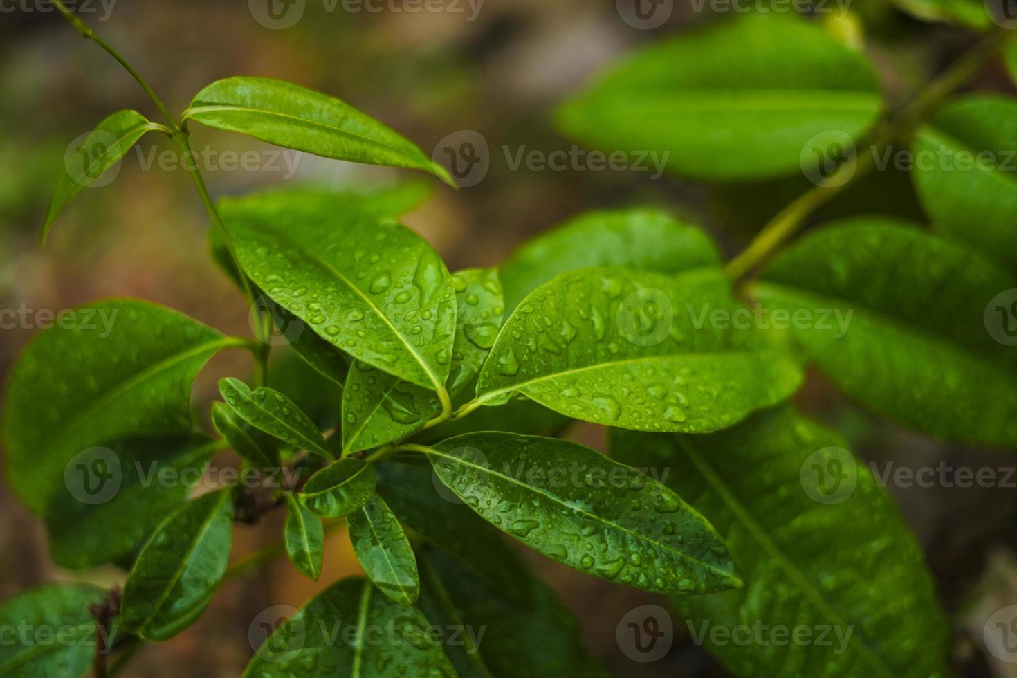 folha verde com fundo de gota de água foto