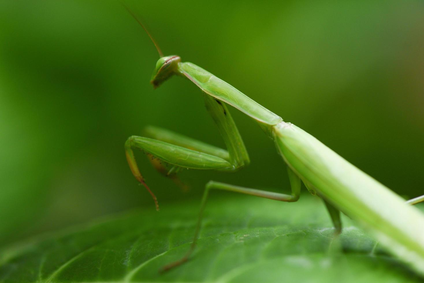 louva-a-deus europeu feminino ou louva-a-deus religiosa na folha na natureza - gafanhoto verde foto