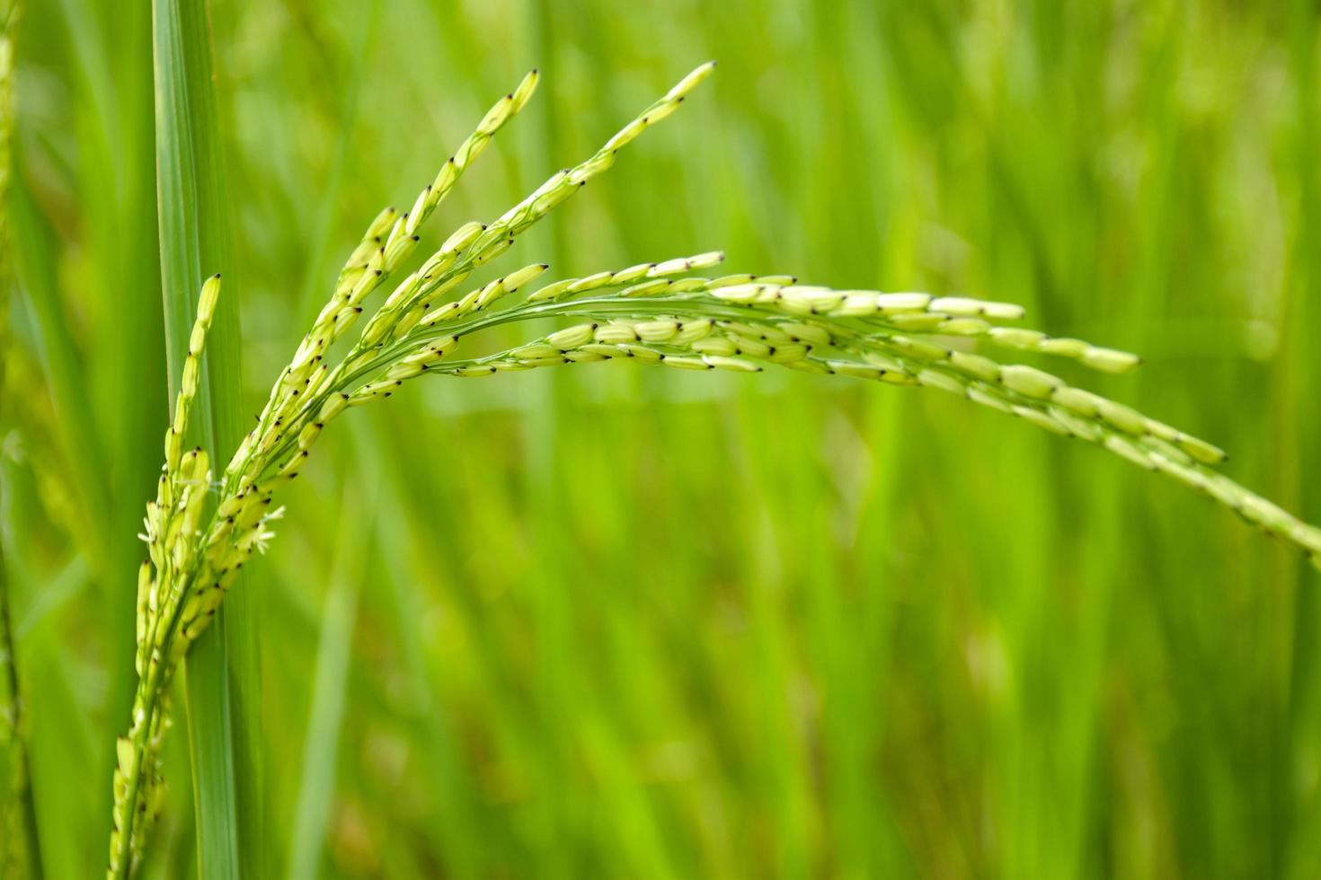 arroz cresce descontroladamente em uma bela fazenda na tailândia foto