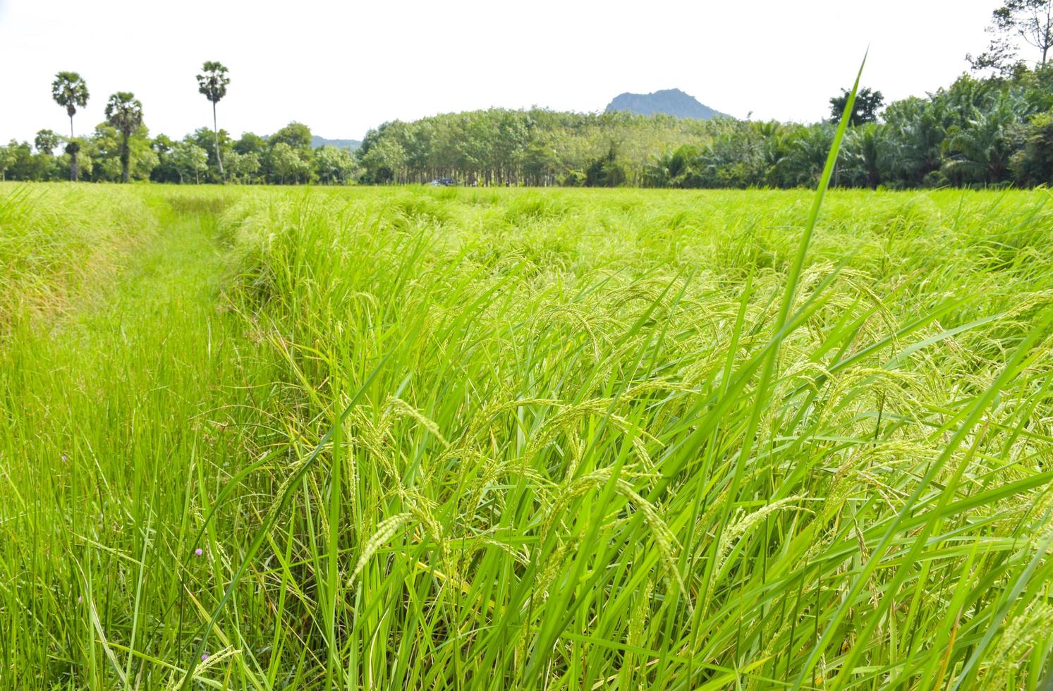 arroz cresce descontroladamente em uma bela fazenda na tailândia foto