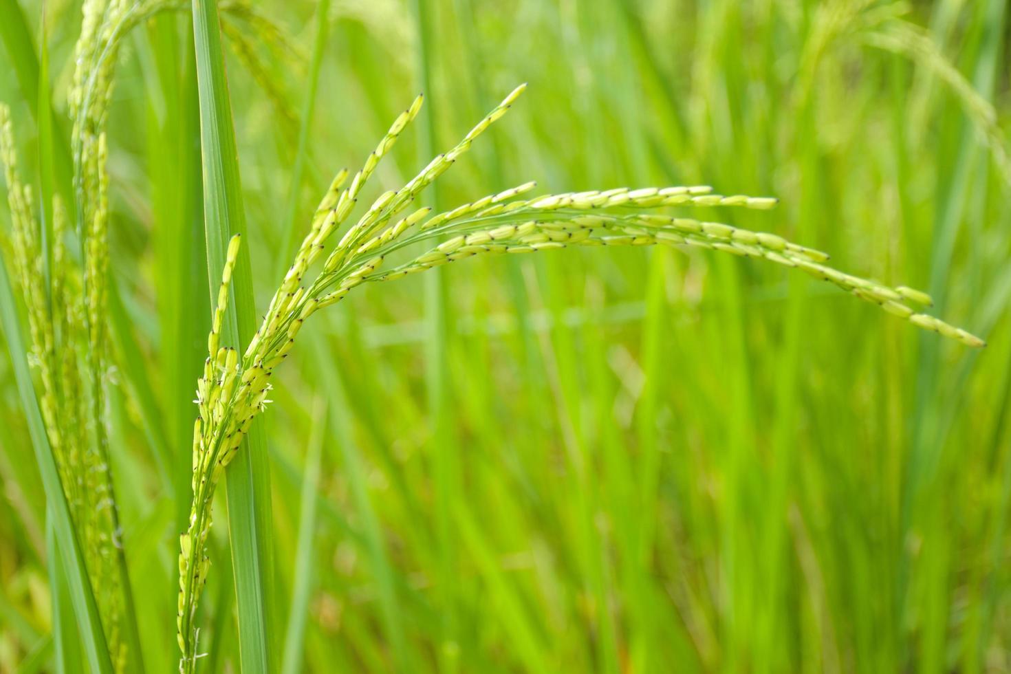 arroz cresce descontroladamente em uma bela fazenda na tailândia foto