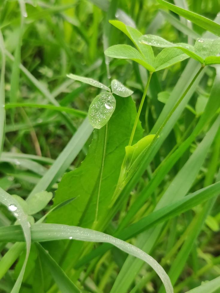 papéis de parede de plantas, papéis de parede de flores foto