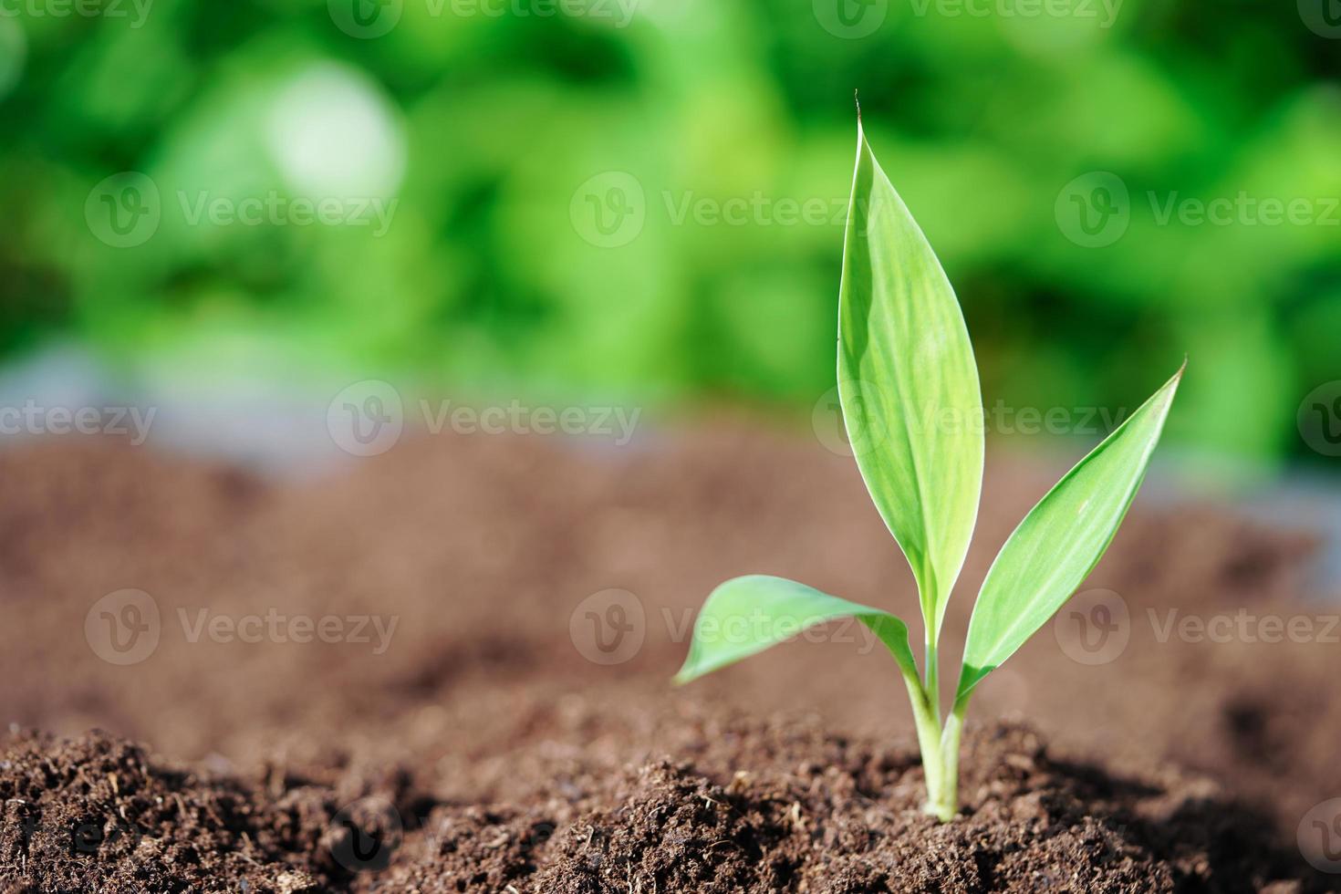 árvore crescendo com a mão, ecodia da terra, salve o mundo, salve a terra, fique verde foto