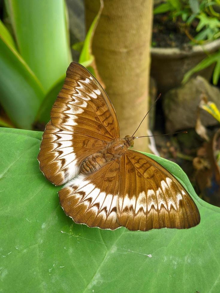 tanaecia pelea é uma espécie de borboleta da família nymphalidae. foto