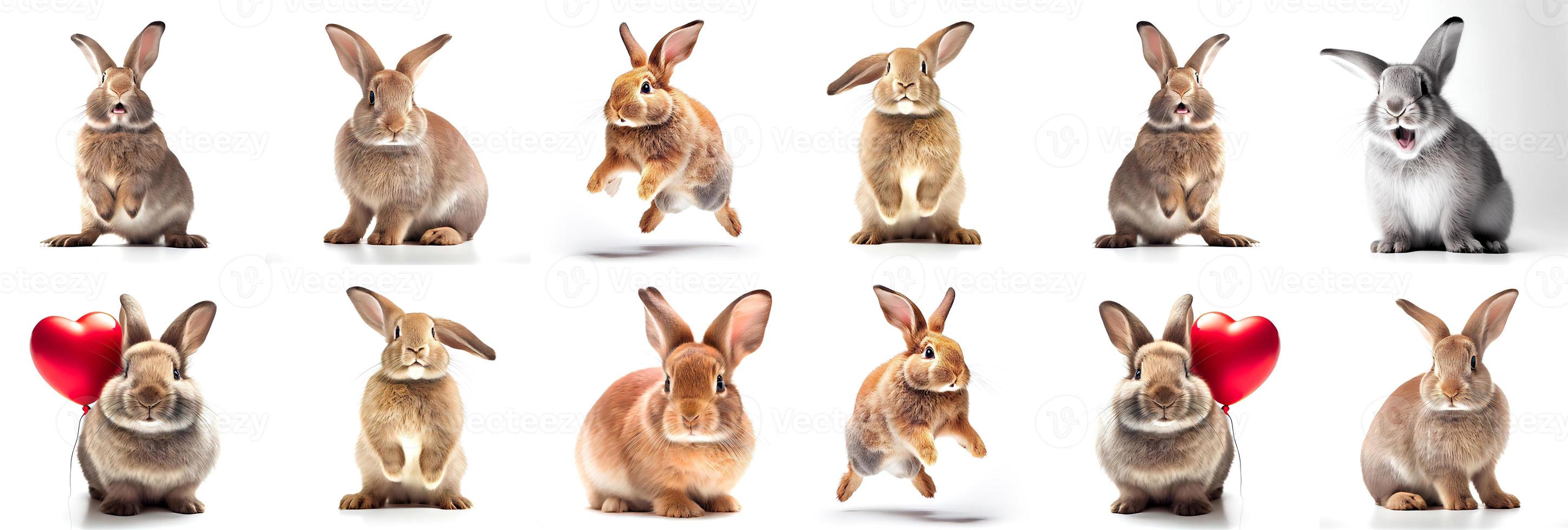coelhos fofos durante o ano novo de 2023 coelhos em um fundo branco foto