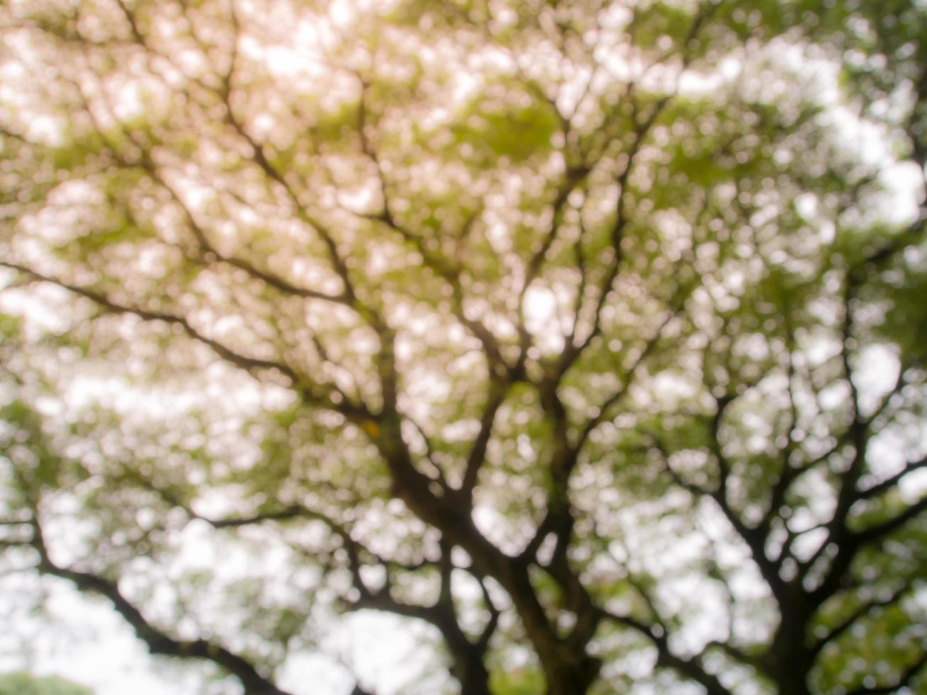 papel de parede de fundo de folhas verdes naturais de imagem borrada foto