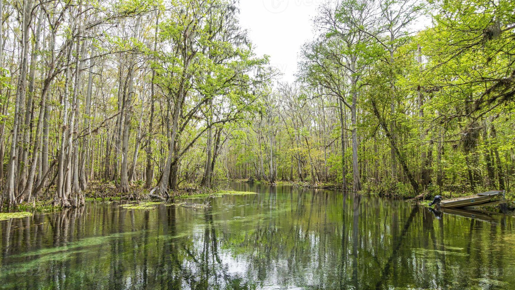 foto do belo rio suwannee e da floresta gêmea do estado de rvers na flórida na primavera durante o dia