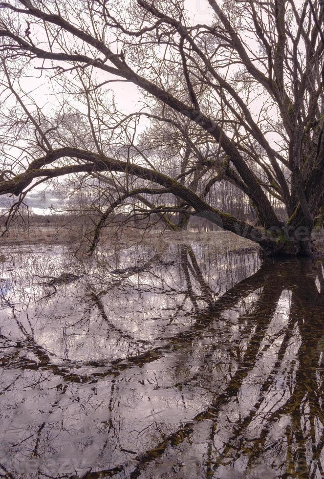 longos e grandes galhos de uma velha árvore são lindamente refletidos na água - um símbolo de medo e velhice foto